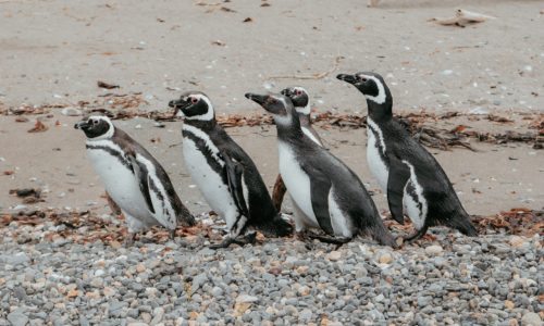 PinguineraOnachagaExpeditions-164-scaled