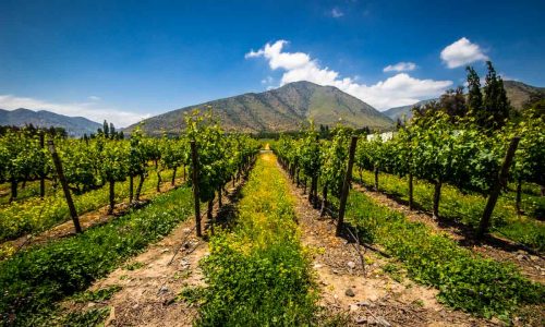 Vinicola-Santa-Rita-3