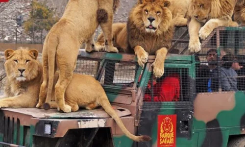 safari-3a66179508ea5ffe9317420755372458-1024-1024